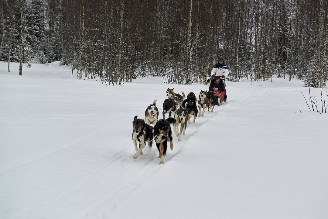 Drive your own dogsled